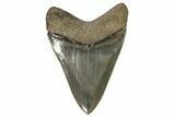 Serrated, Fossil Megalodon Tooth - Beautiful Tooth #107267-1